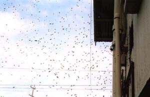 A colony of bees at a recent protest march