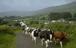 Cows create roadblock